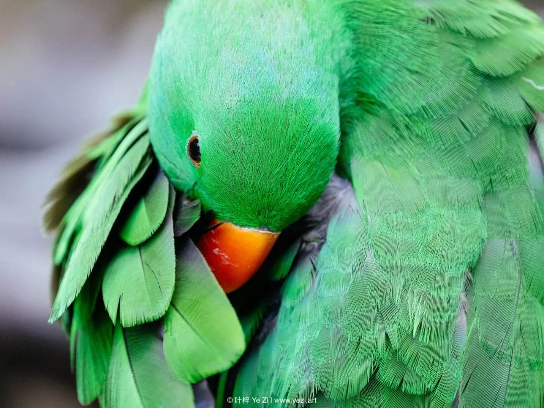 什么是画面中的点缀色？－摄影早自习第2145天