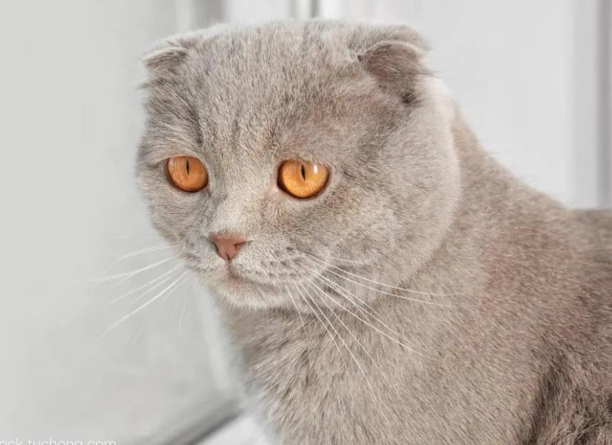 世界上最贵的猫咪,十种世界上最昂贵的猫咪