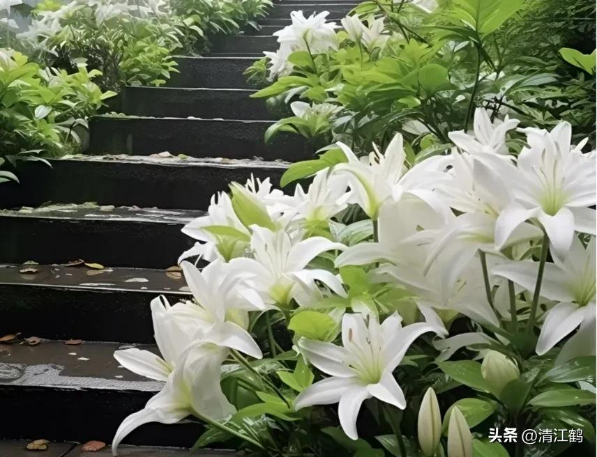 各种保鲜剂防腐剂的用法,赤霉素保鲜