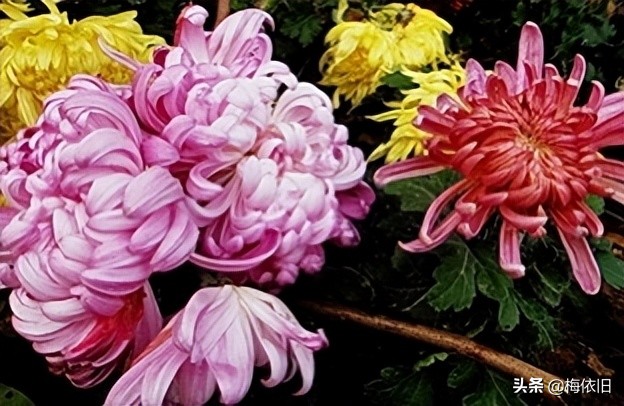 菊花茶的菊花怎么选,常见菊花茶品种