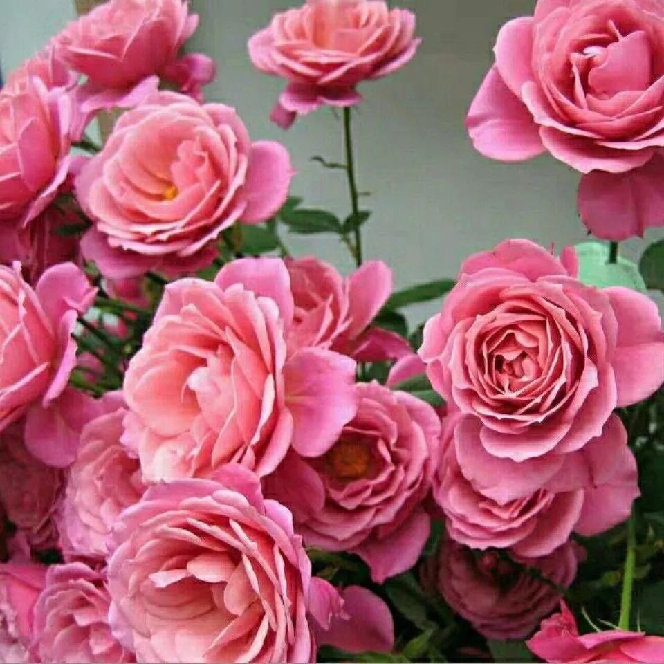 葵系列的月季,高贵浪漫的仙女月季