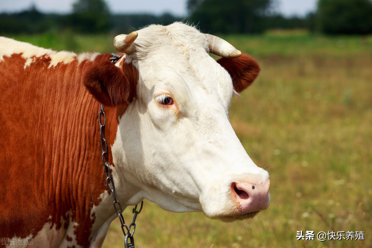 牛得了口蹄疫治好之后还会复发吗,牛得了口蹄疫不吃不喝能挺多少天