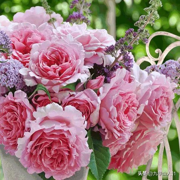 最耐寒的藤本月季哪个品种好 (藤本月季及主要品种详细介绍图解)