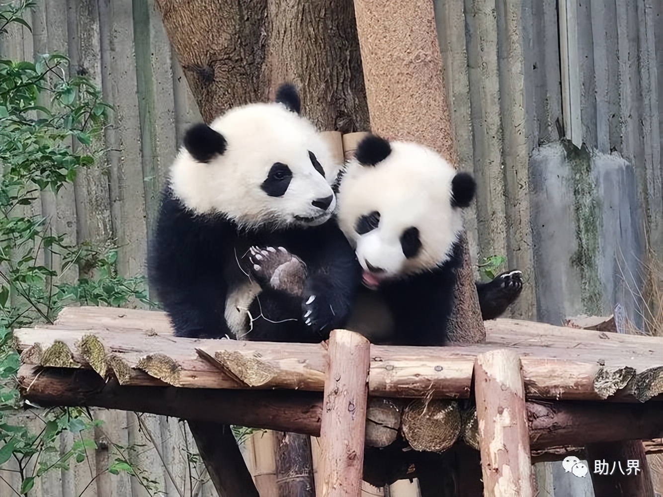 成都拍照打卡景点有哪些,成都必打卡的十大景点排名