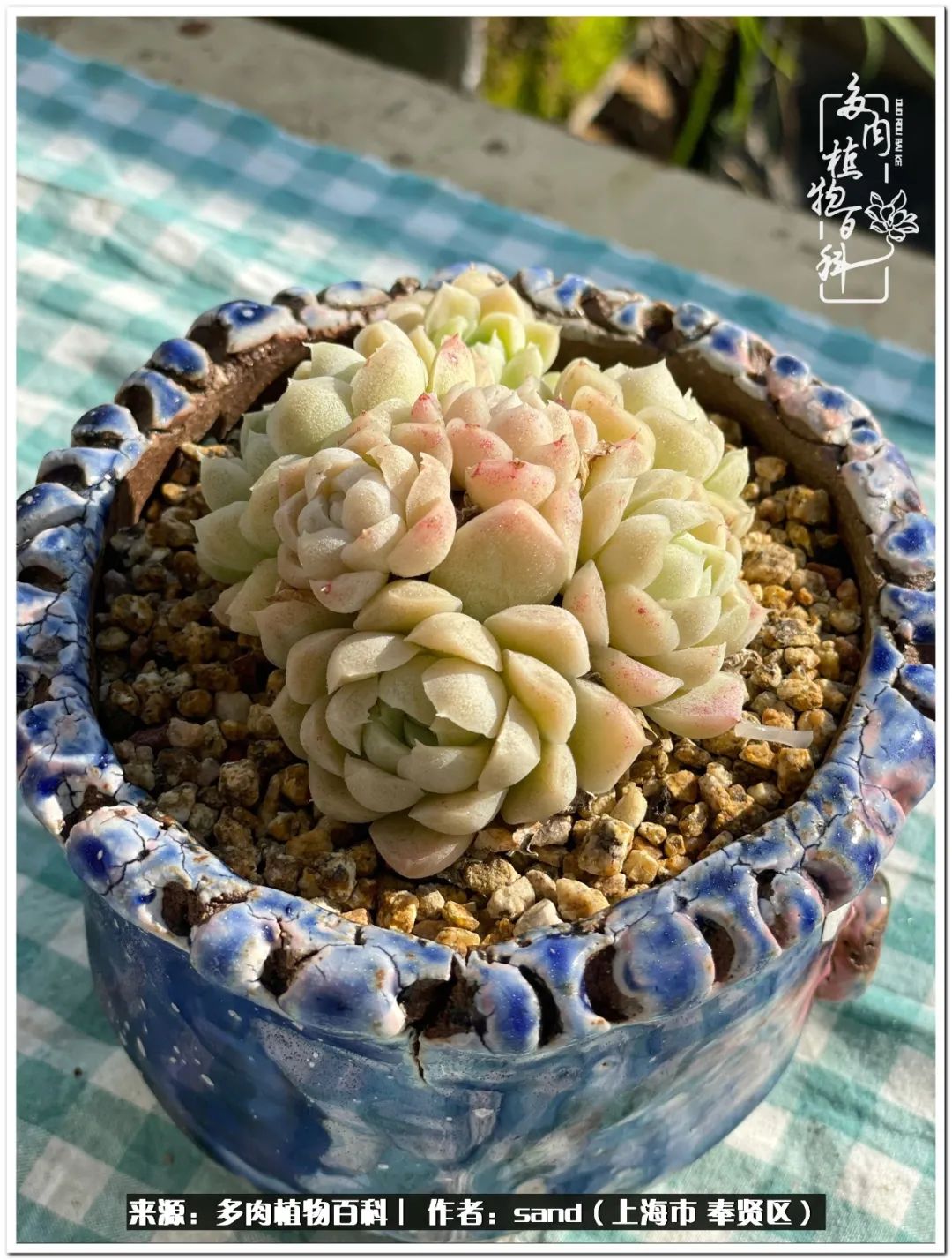 养点花草给生活添点乐趣,养点花花草草心情自然会好