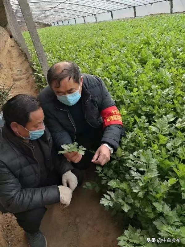 中牟县：疫情防控不松劲，农业生产不误时