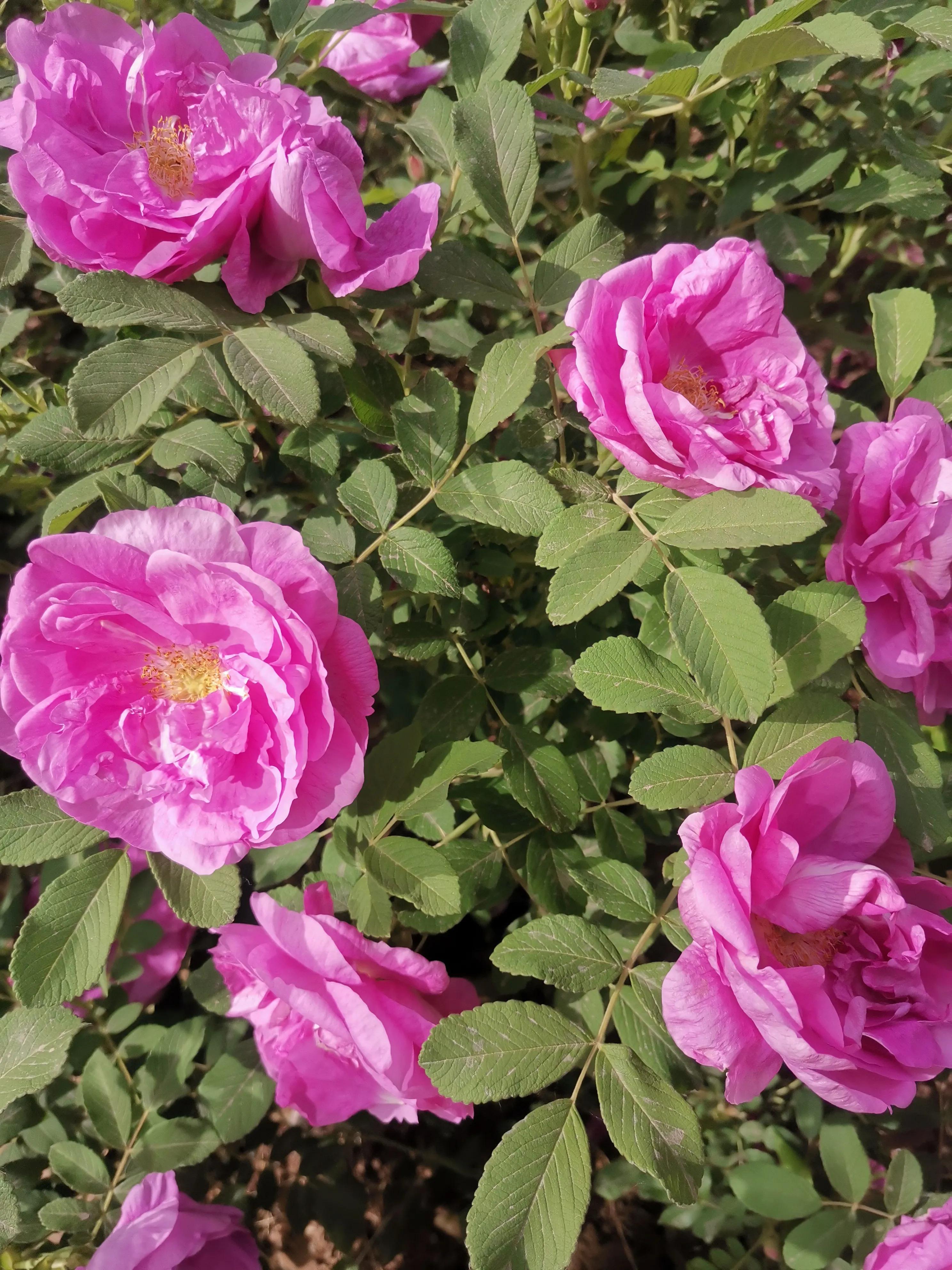 像玫瑰花绽放七律,七律深秋鲜花绽放