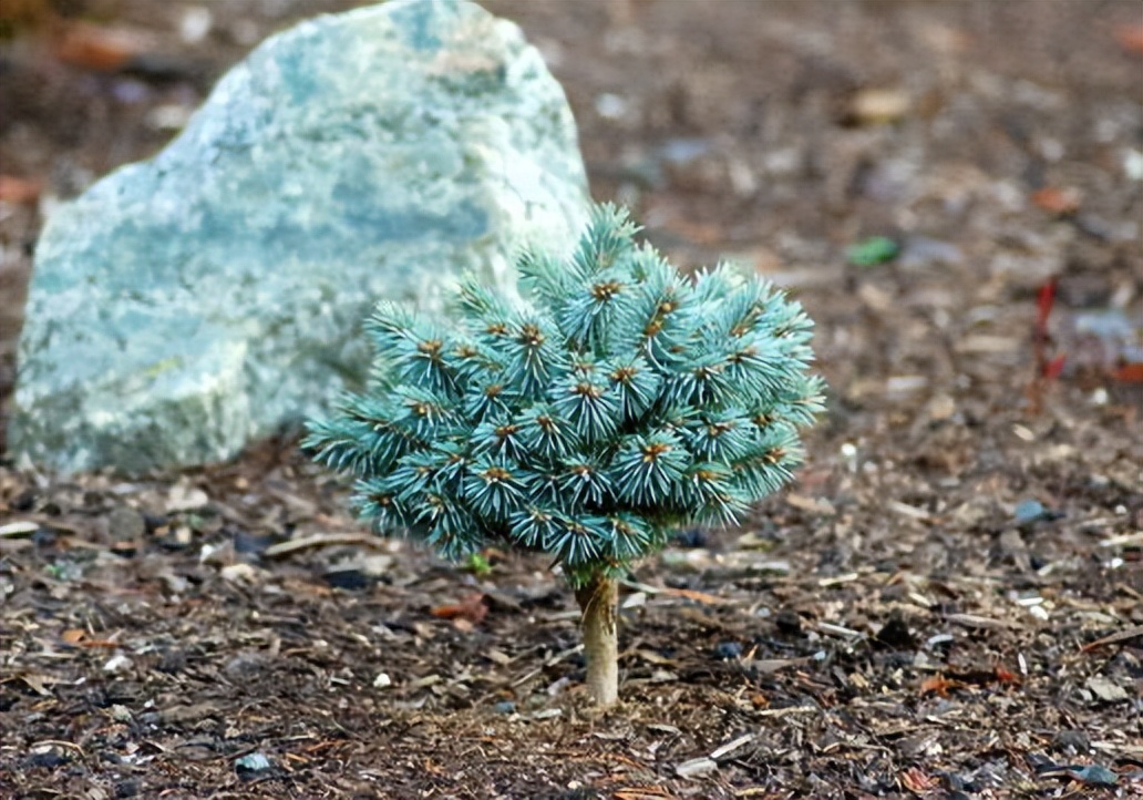 朝鲜冷杉,冷杉园艺