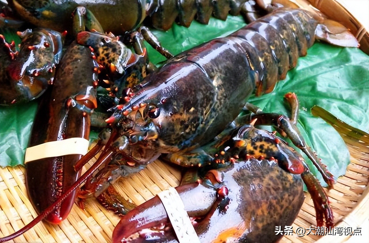 世界上各种龙虾视频介绍,世界各种龙虾价格