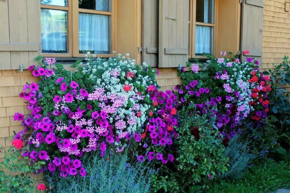 立夏已过进夏季,立夏已至百花齐放