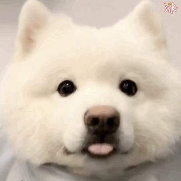 十二星座最适合养猫还是狗,十二星座不适合养的狗狗