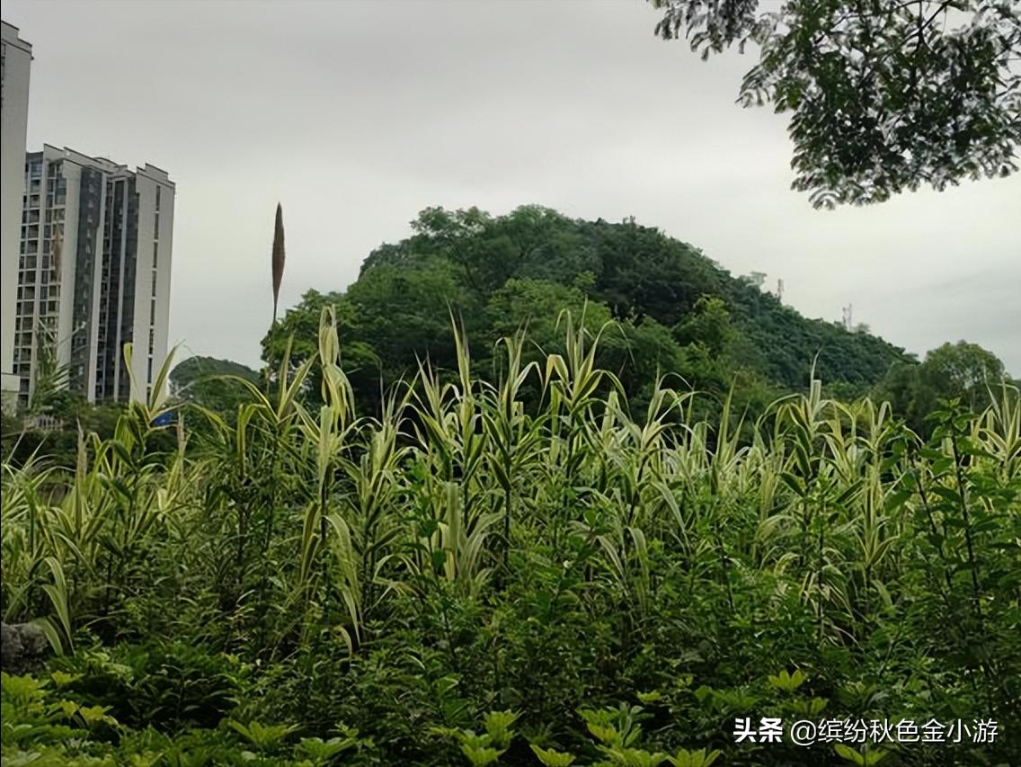 广西柳州有个小而美的公园，很多本地人都不知道，它原是个臭水塘