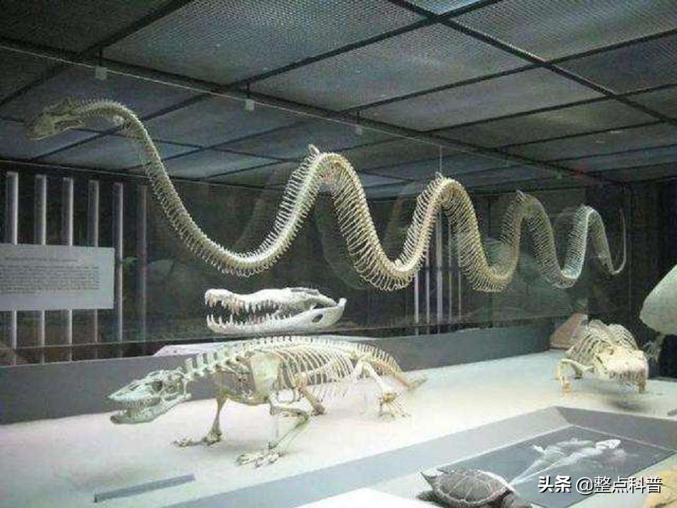 秦岭隧道挖出两条巨蟒是真的吗,世界上最大的蛇是不是在秦岭