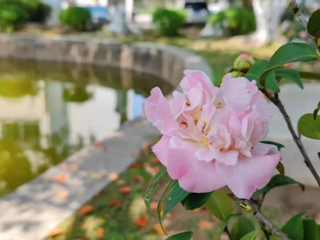 余生，纯真如少女。（写在生日那天）