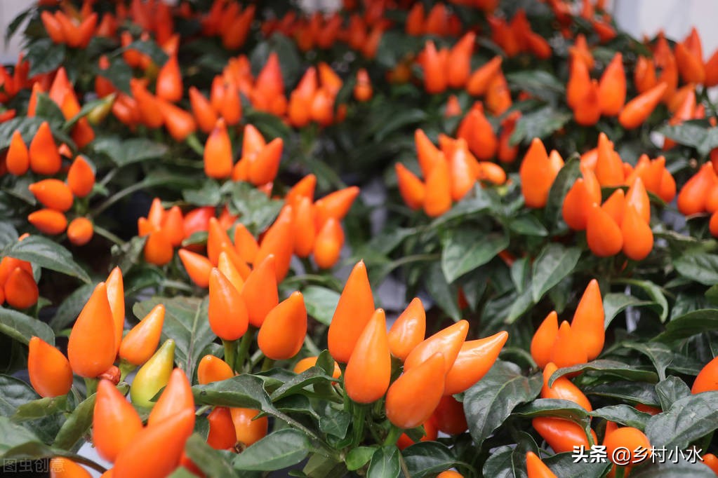 最常见几种蔬菜的种植方法,怎样种植蔬菜的小窍门