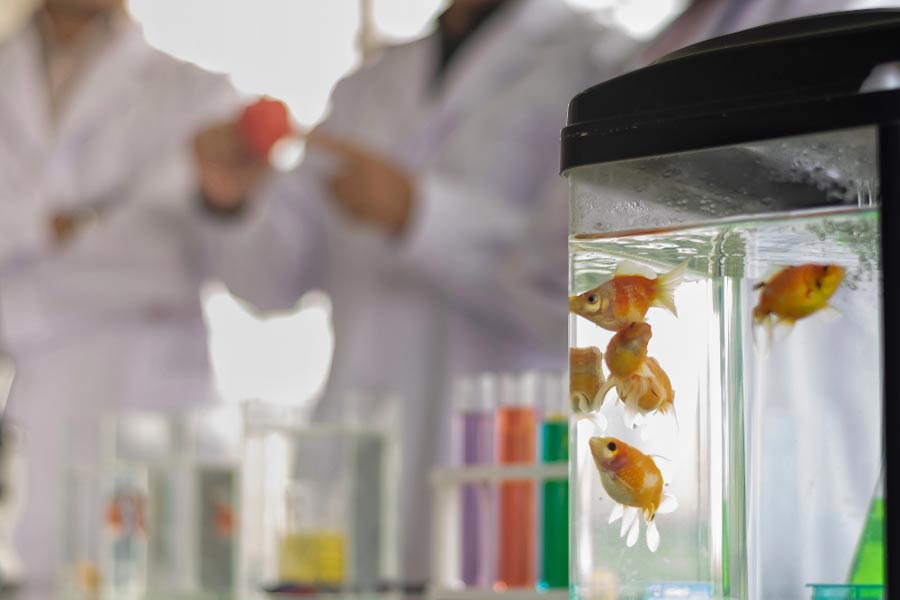 日本最残酷的杀鱼方式,日本人杀鱼绝招