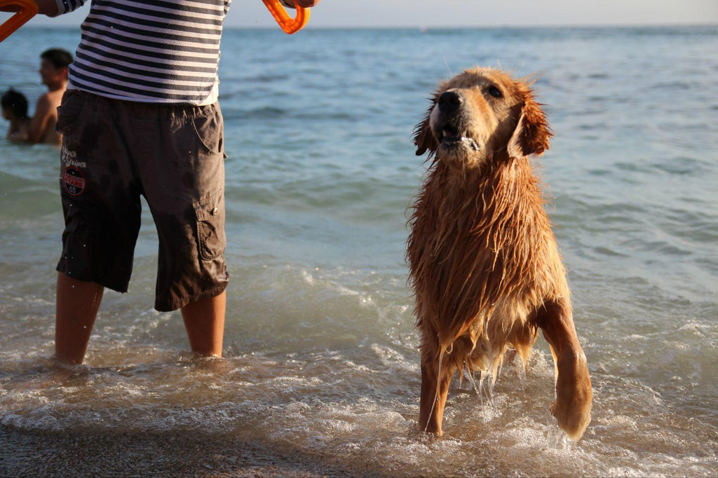 很容易养熟的6种狗早养早享受,最适合新手养的10种狗狗