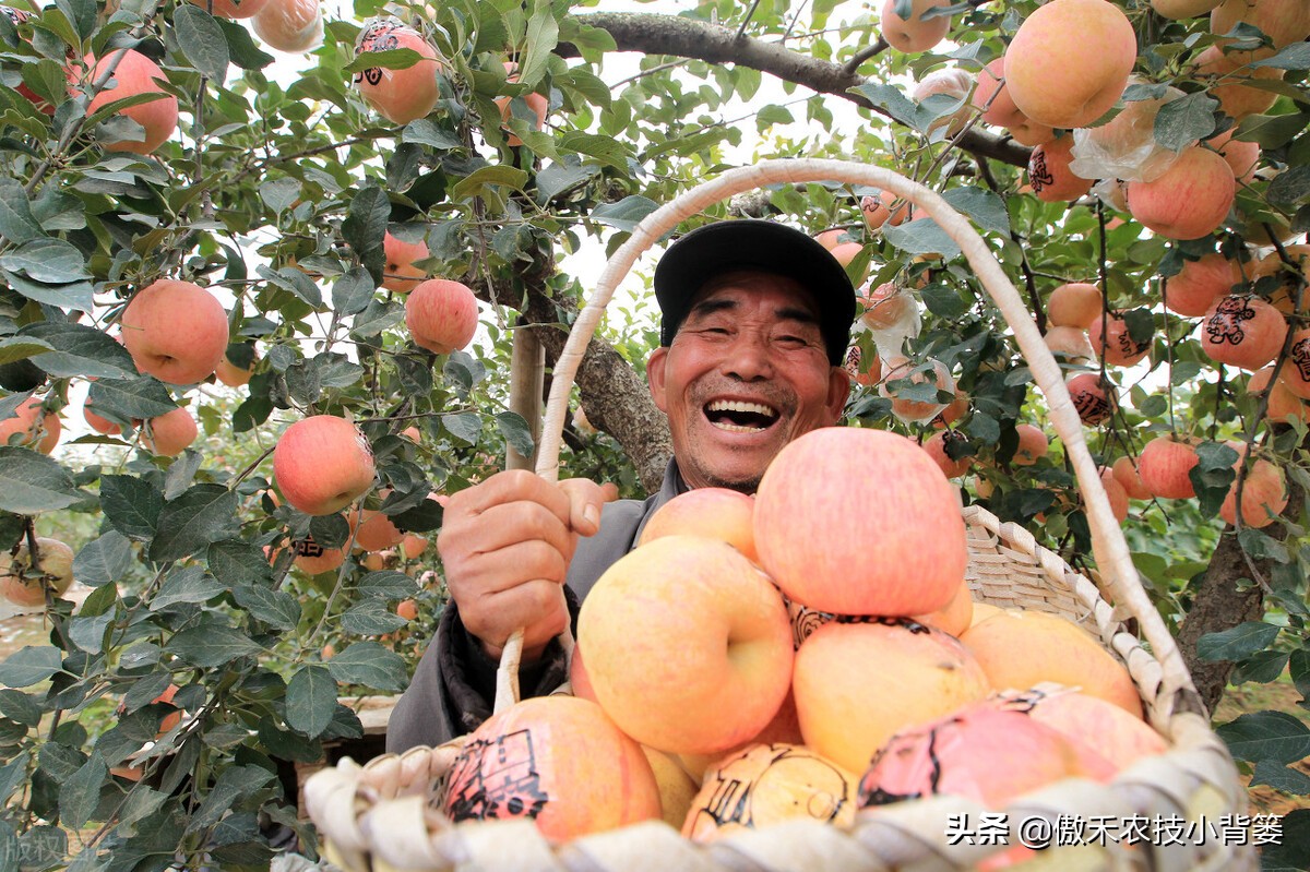 桃树为什么不能种在院子里,为什么桃树可以盆栽