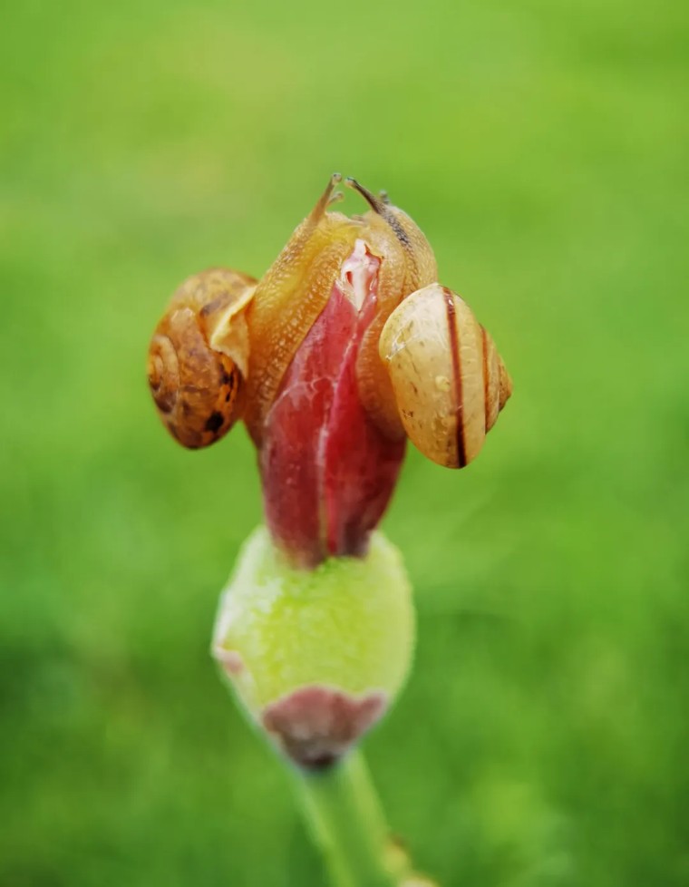 昆虫摄影艺术展,昆虫世界摄影欣赏