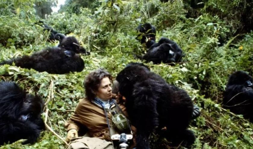 日本人兽杂交实验被允许，这是否违背伦理常纲？是创新还是灾难？