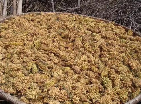 松花粉是什么松树上的花粉,松花粉一斤100元贵不贵