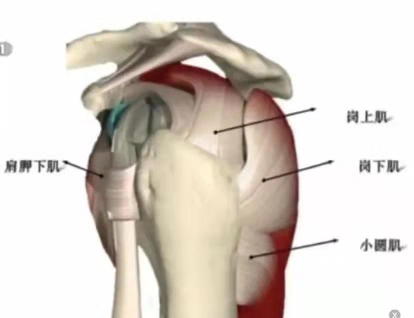 肩部筋膜损伤,肩部肌腱损伤的表现