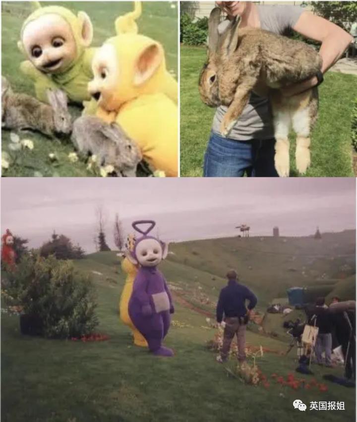 你知道世界上最大的兔子有多大吗,世界上最大的兔子吉尼斯纪录