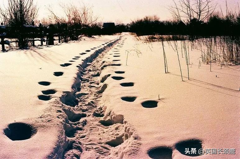 拍落日的胶片相机推荐,胶片机拍风景注意哪些问题