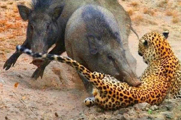 花豹捕获最大野猪,连老虎都不怕的野猪为什么怕花豹
