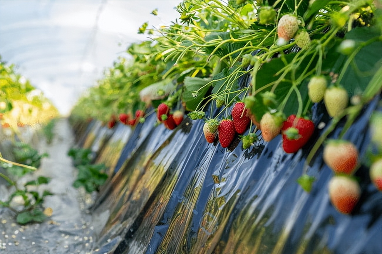 无需电源，可减轻腰部负担，日本智能农业“肌肉套装”来了