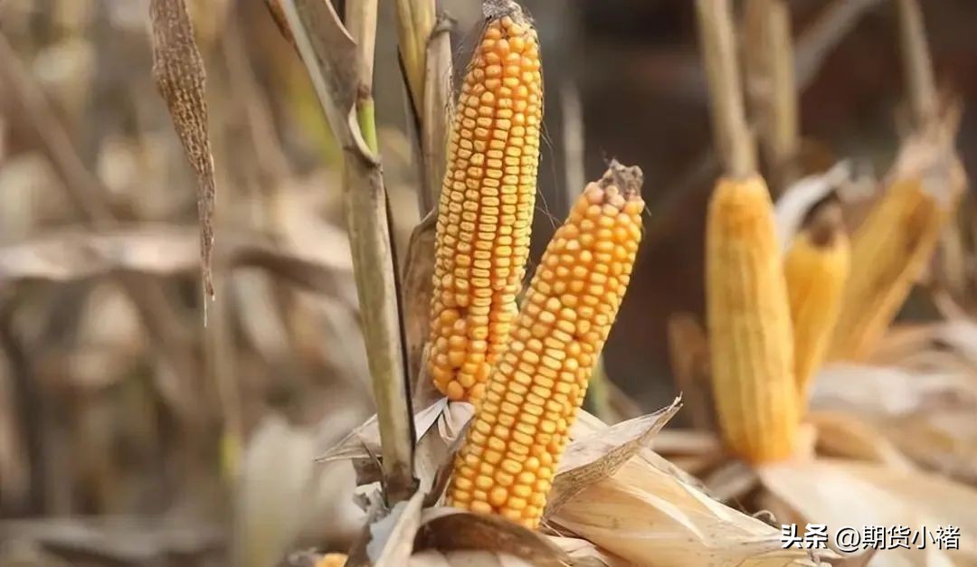 玉米盘中强势上涨,玉米现货上涨