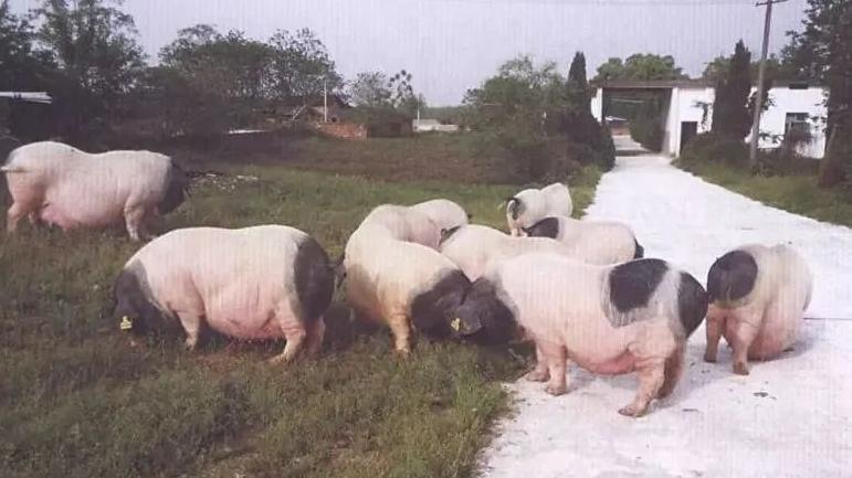 萍乡国字号农产品,江西十大品牌农产品