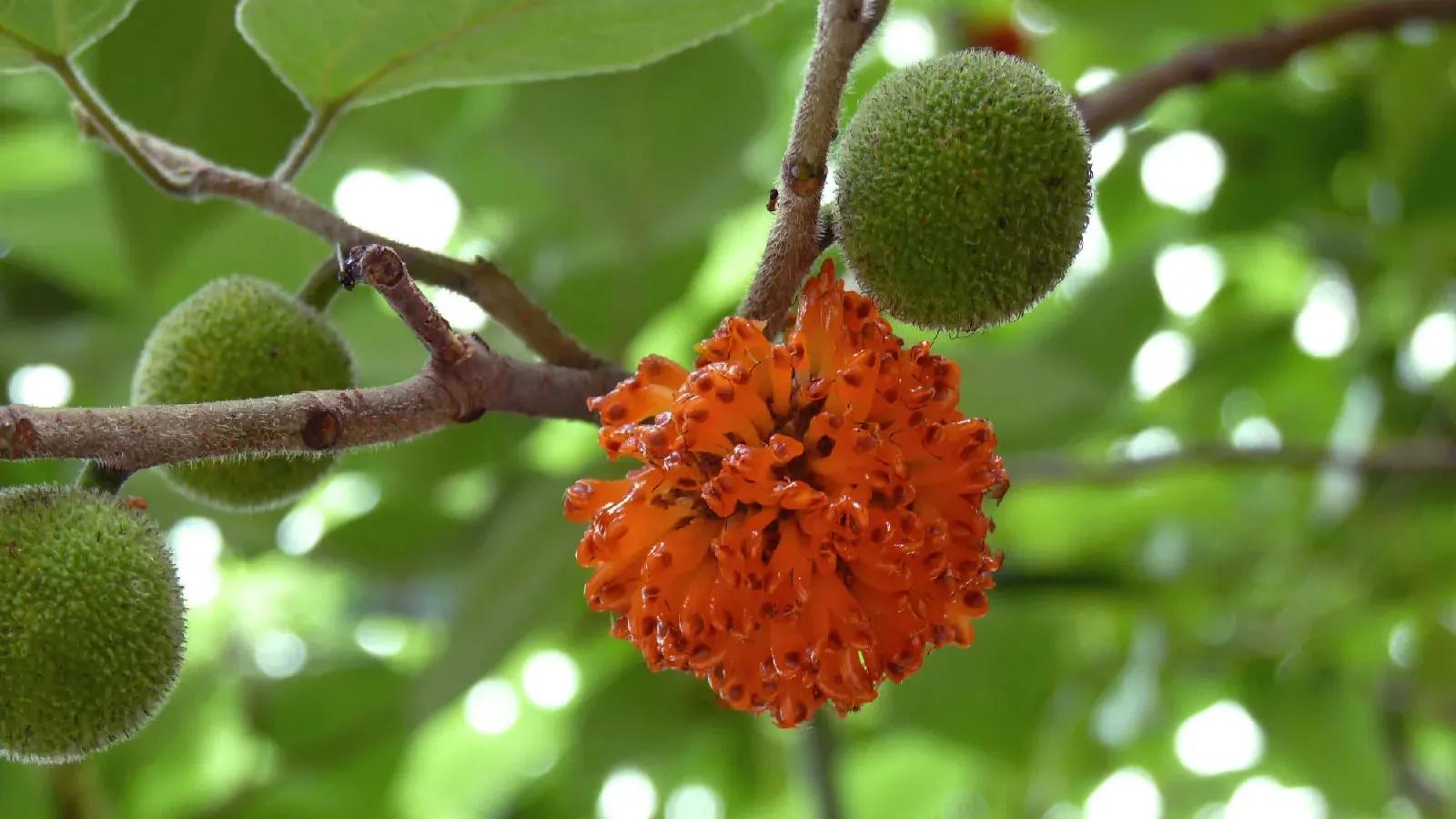 构树一亩种植1000,构树好吗