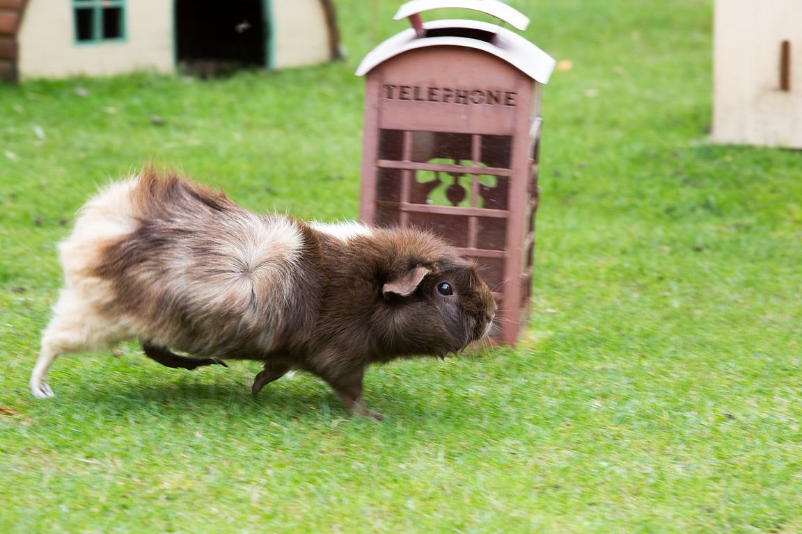 荷兰猪瘸了一只腿,荷兰猪腿瘸了会自愈吗