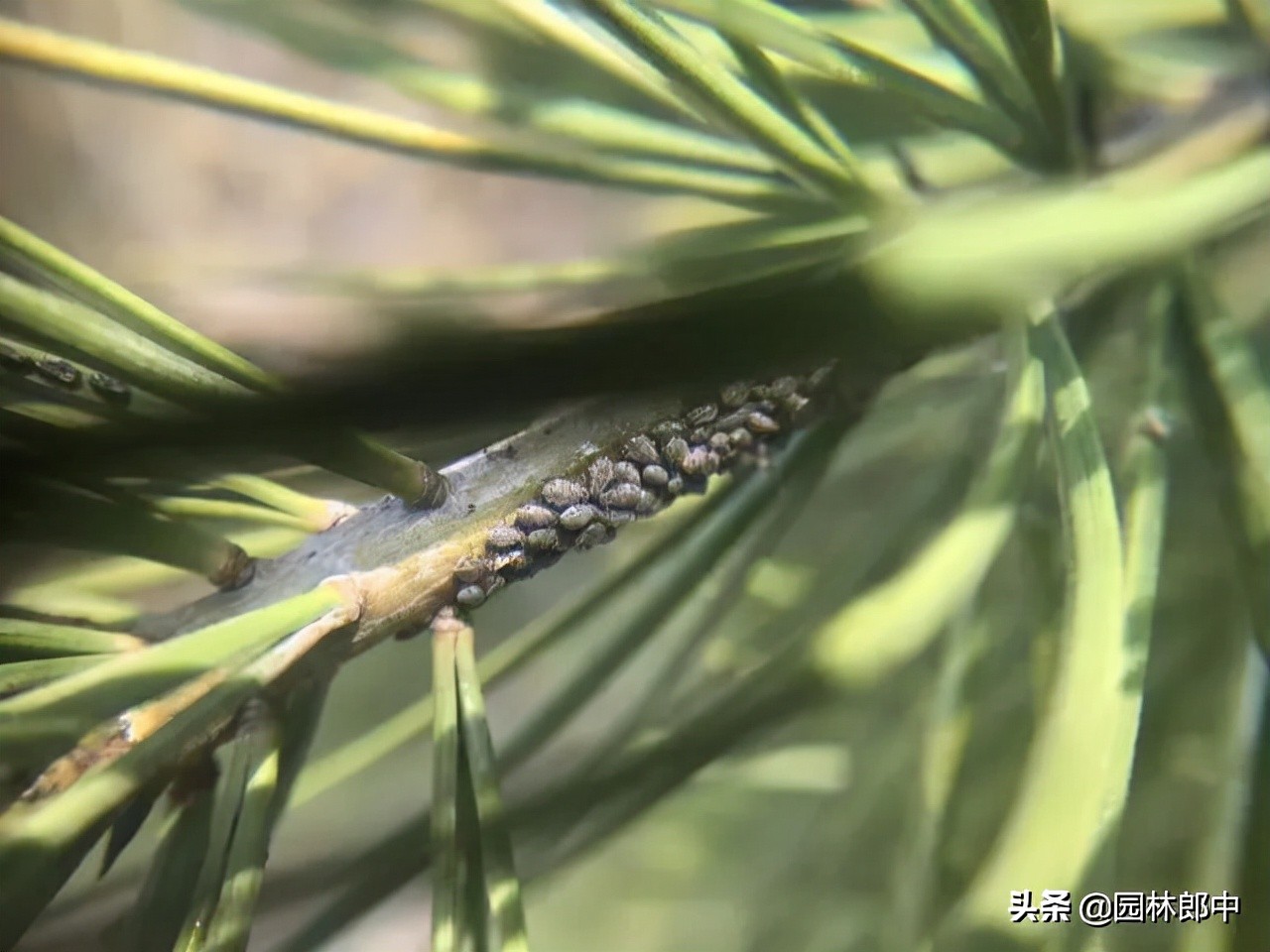 松大蚜为害标准,松树防螟虫