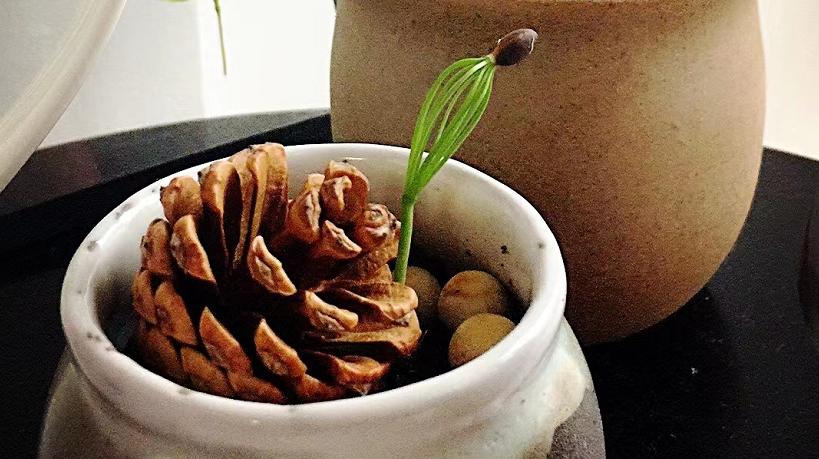 松果的生长过程小视频,松果成长过程