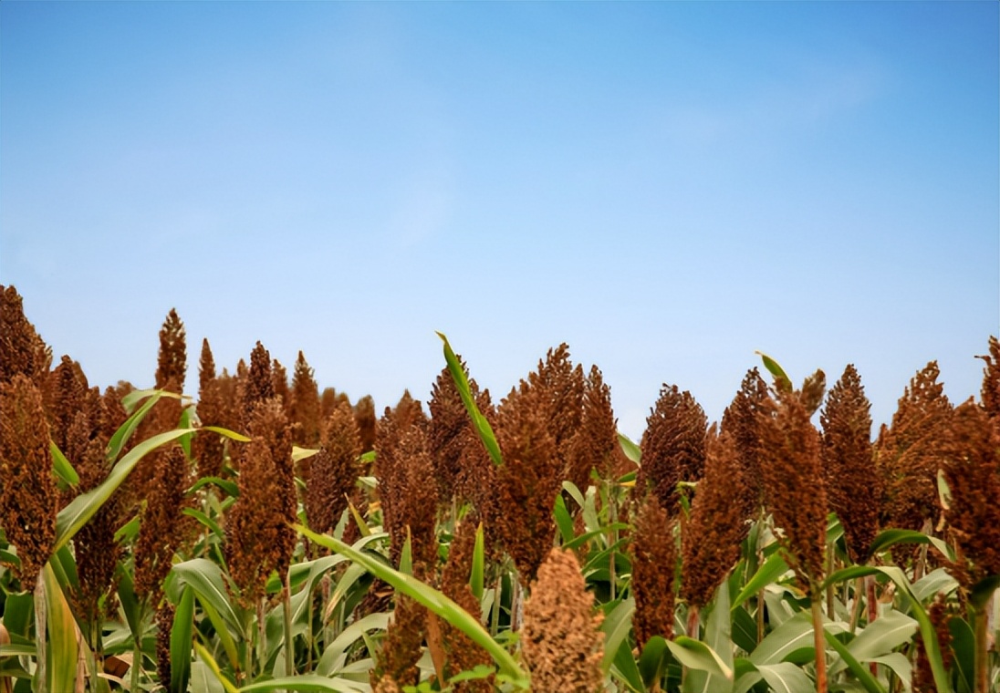 大爷挖出6000年文物,挖出几十年的茅台