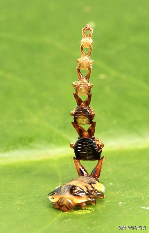 十大深海神秘巨型生物图片,天空拍到的像水母生物图