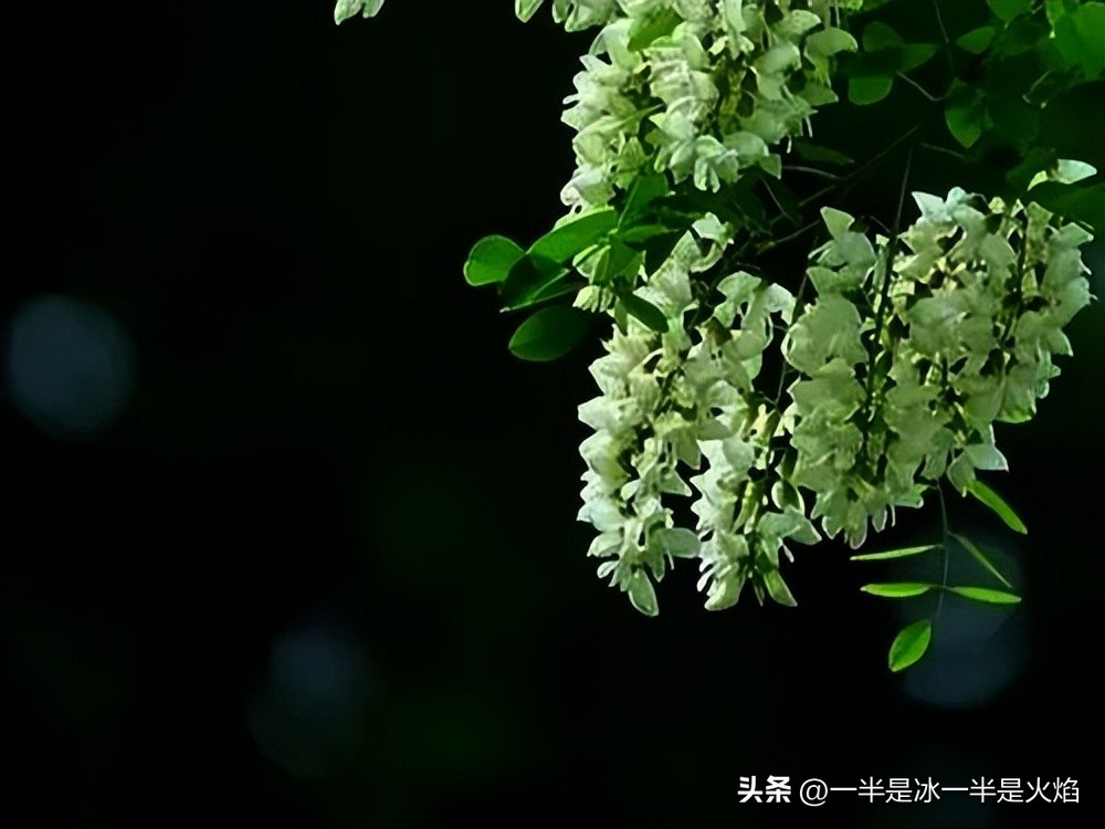 随笔：有一种快乐叫“捋洋槐花”