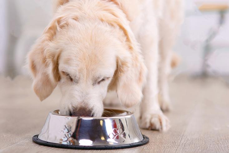 宠物狗尿里带血是怎么回事啊,公狗小狗小便的地方发红怎么回事