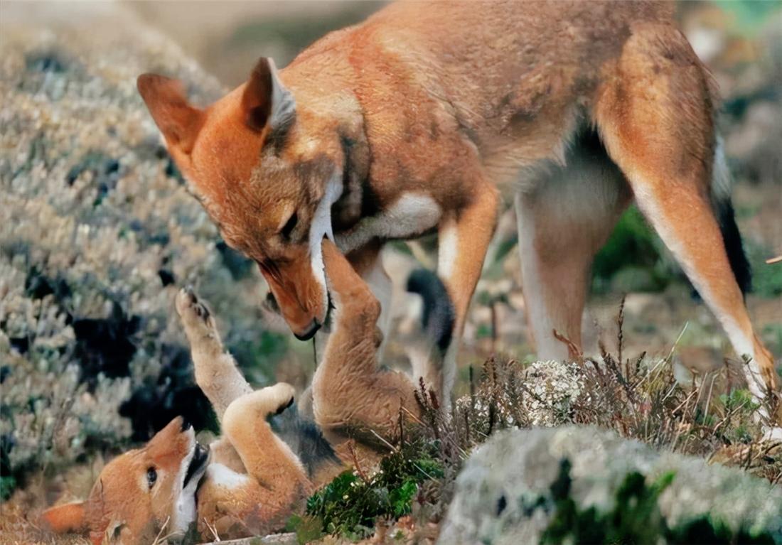 5只红毛野犬现身祁连山，围捕了1只岩羊，猞猁在旁边看着不敢上前
