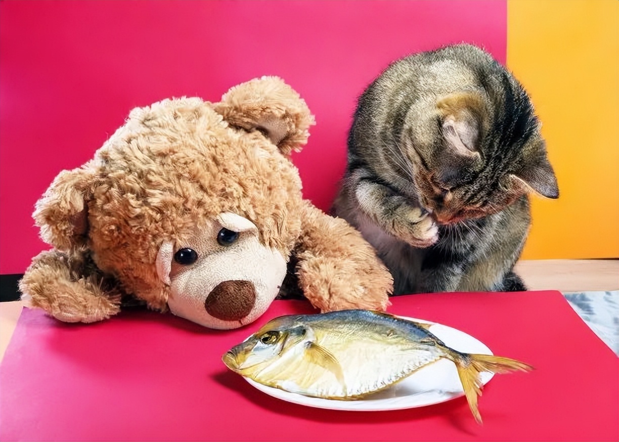 养猫新手注意事项,猫怎么养新手养猫需注意4大问题