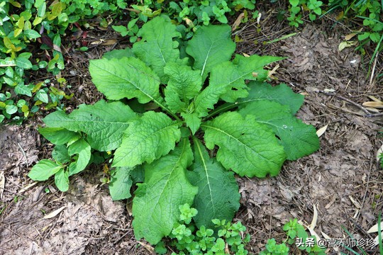 农村常见的“天名精”,用来煮水好处多,生活中帮助过很多人