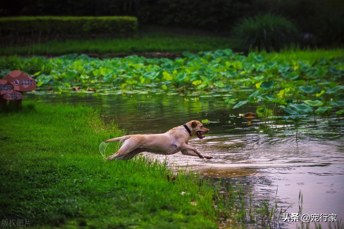 狗狗身上腥味很重是什么原因,狗狗身上很腥怎么回事