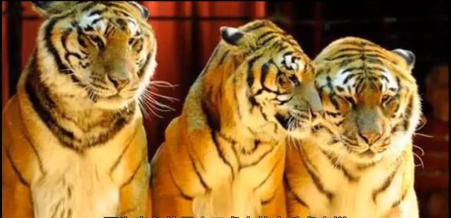 罗家枪、高家枪、杨家枪、岳家枪,岳家军四大枪法之传承