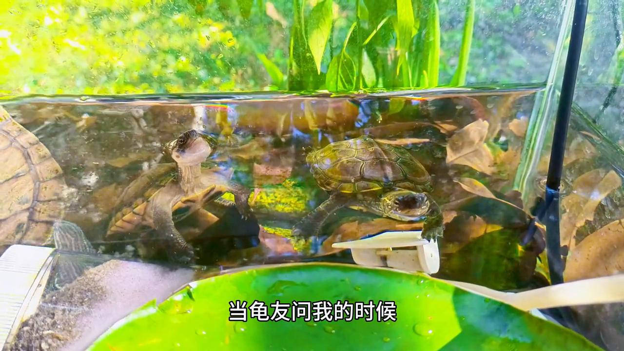 养乌龟常见的病治疗方法,冬天给龟治病干养如何保温