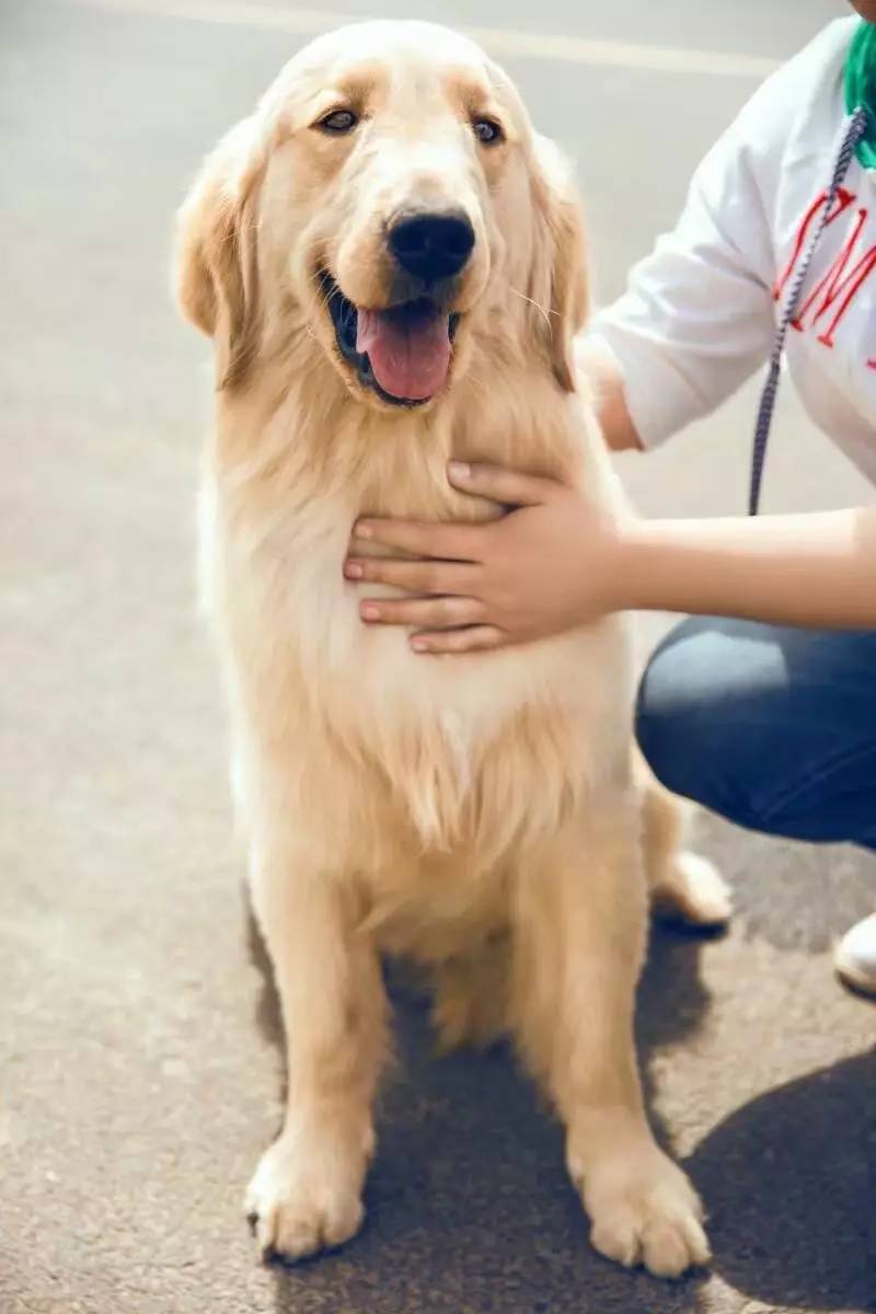 赛级金毛的优点,金毛优点缺点