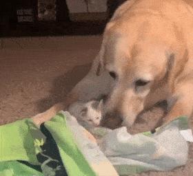 七种便宜性格又好的狗,世界上最有灵性的狗