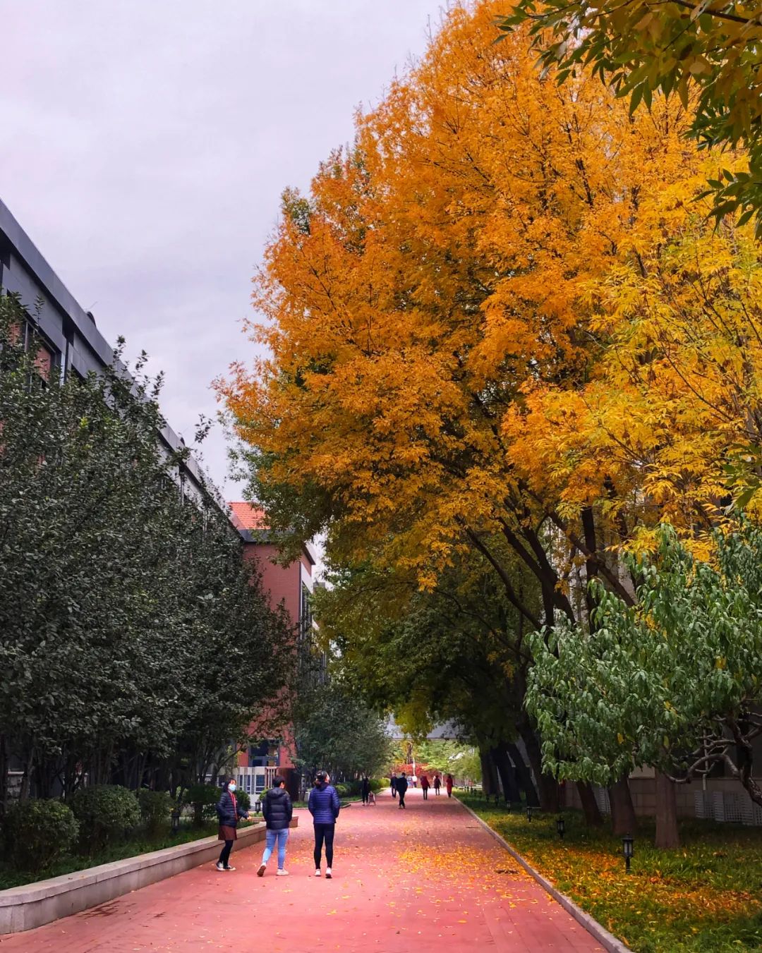 美丽的人民日报大院，我们温暖的家