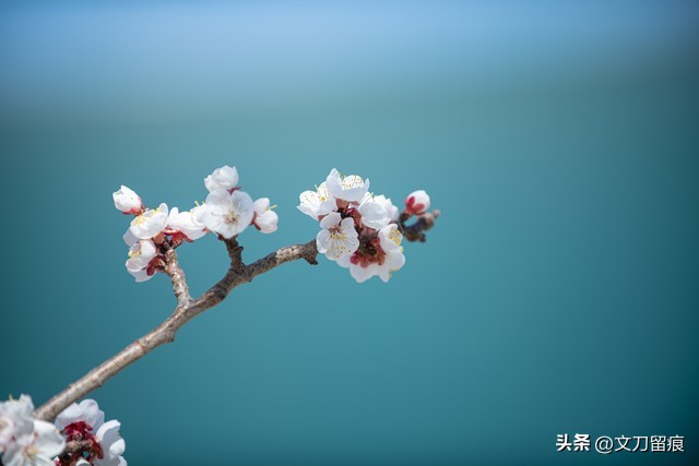 花开花落好运来,春天梅花开好运自然来